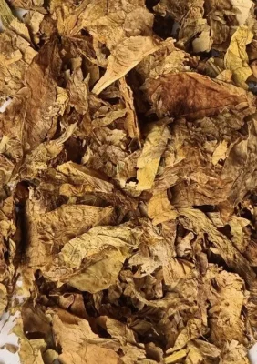 Mảnh lá thuốc lá vàng sấy